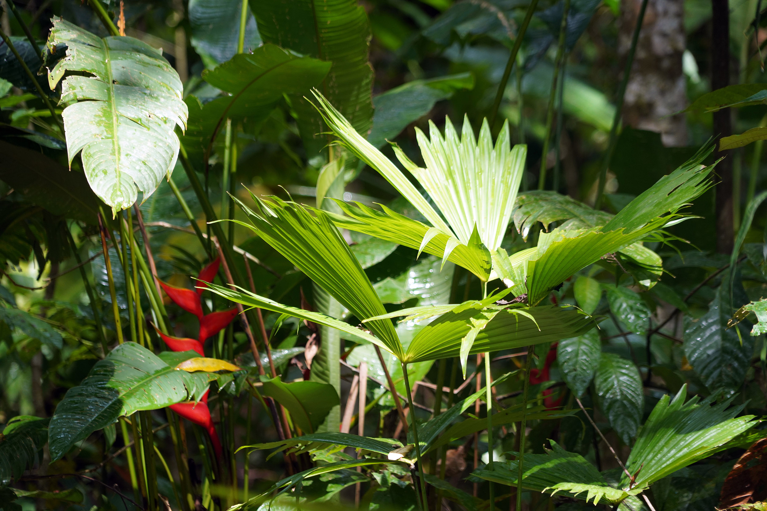 Costa Rica - Février 2025